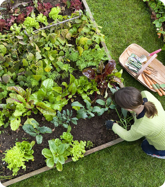 Composting 101: Turn Your Garden Waste into Gold
